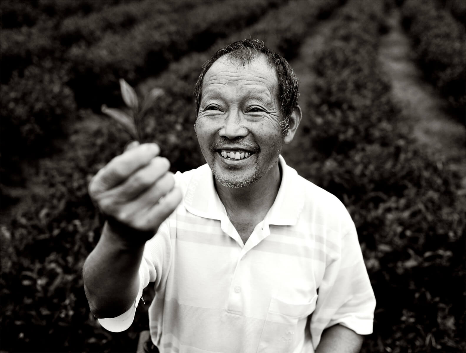 Tea-Farmer 54MrNBSG Tea Farmer