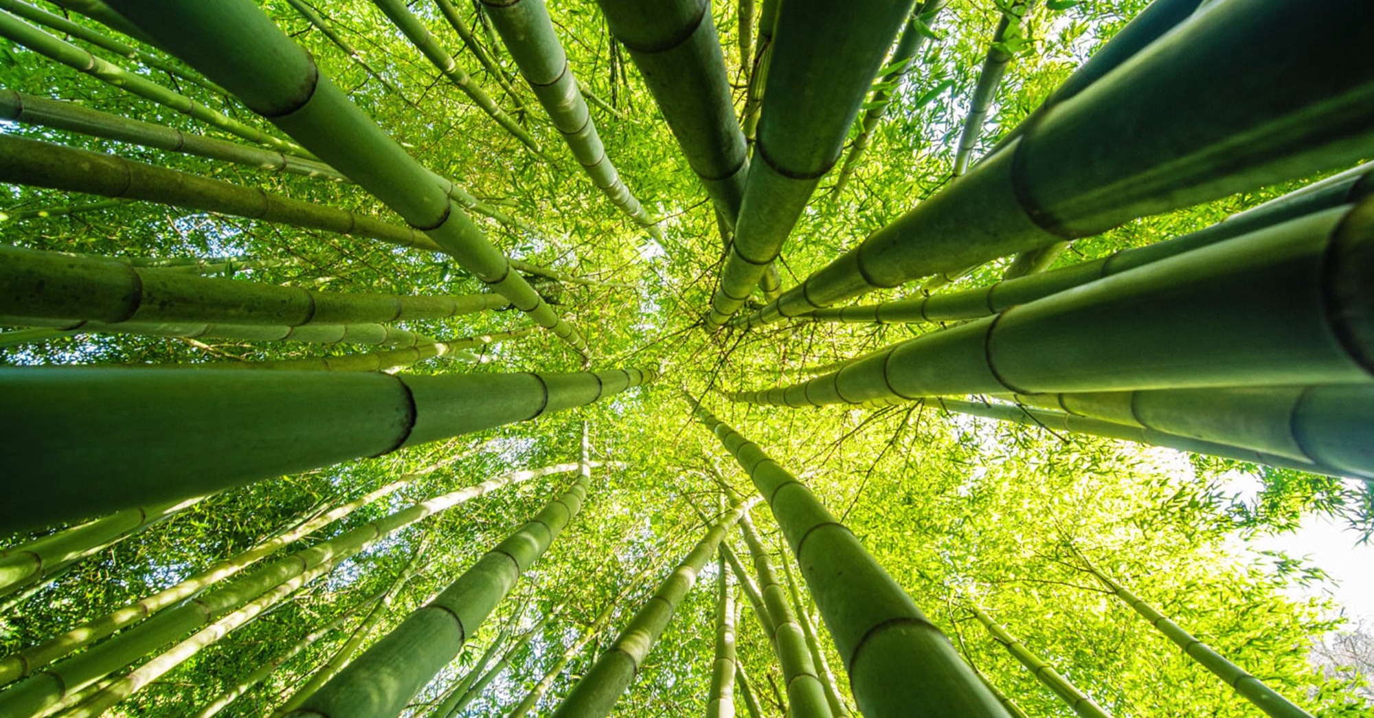 Bamboo-banner